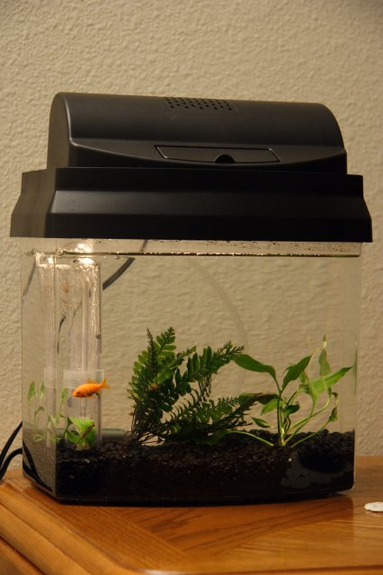 Miscellaneous pictures - The survivor
(Click on the picture for the full-size version)