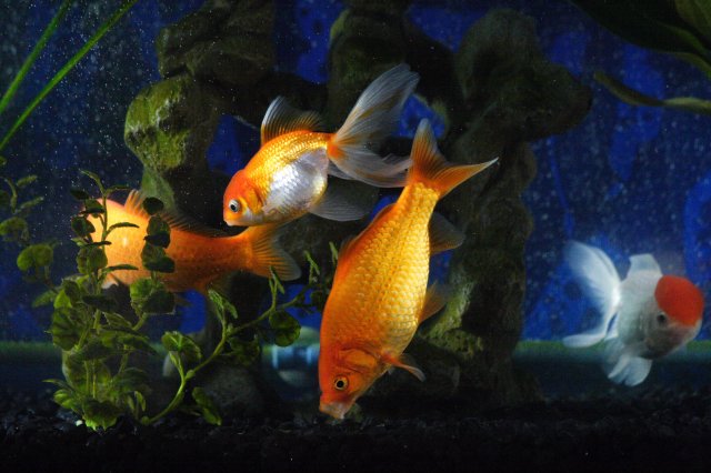 Alin Constantin's Photography - Miscellaneous pictures 2 - Goldfishes
(Click on the picture for the full-size version)
