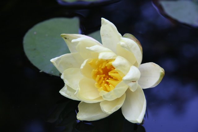 Nature pictures
(Click on the picture for the full-size version)