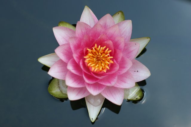 Nature pictures
(Click on the picture for the full-size version)