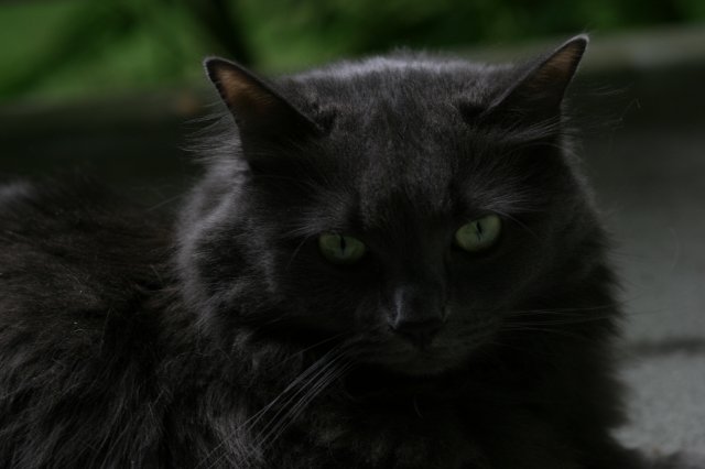 Alin Constantin's Photography - Nikky, our cat
(Click on the picture for the full-size version)
