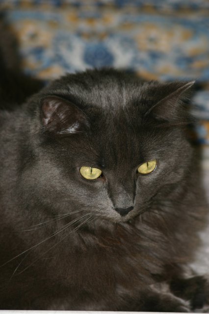 Alin Constantin's Photography - Nikky, our cat
(Click on the picture for the full-size version)