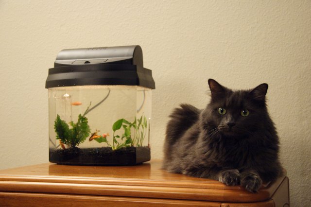 Nikky, our cat - Nikky and the Goldfishes
(Click on the picture for the full-size version)