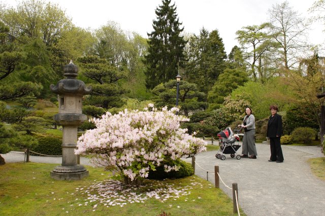 Alin Constantin's Photography - In Japanese Garden and Arboretum
(Click on the picture for the full-size version)