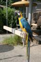 Macaws [IMG_2293.JPG]