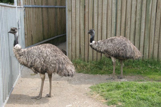 Emus [IMG_2279.JPG]
