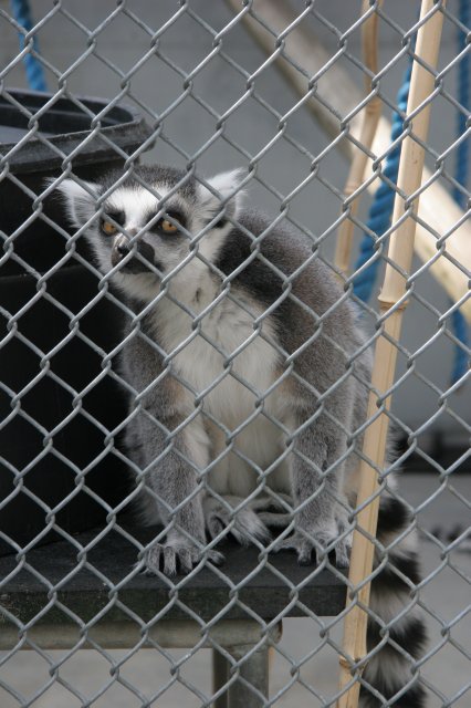 Lemur [IMG_2298.JPG]