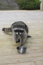 Stealing cat food [IMG_5758.JPG]