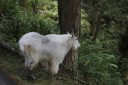 Mountain goat [2I6A9720.JPG]
