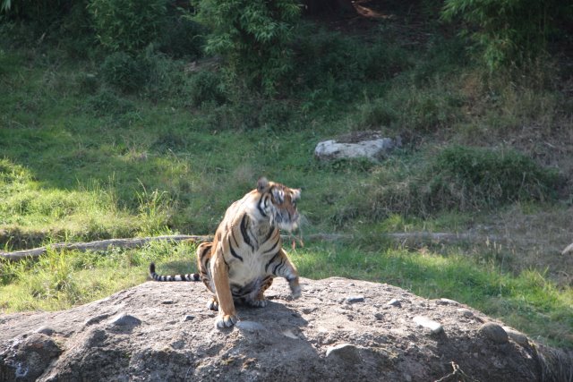 Point Defiance Zoo, Tacoma, 9/21
(Click on the picture for the full-size version)