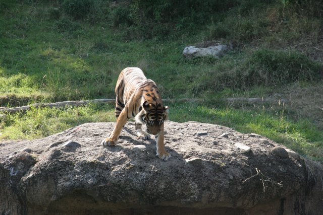 Point Defiance Zoo, Tacoma, 9/21
(Click on the picture for the full-size version)