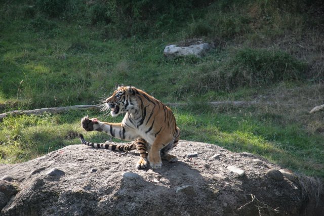 Point Defiance Zoo, Tacoma, 9/21
(Click on the picture for the full-size version)