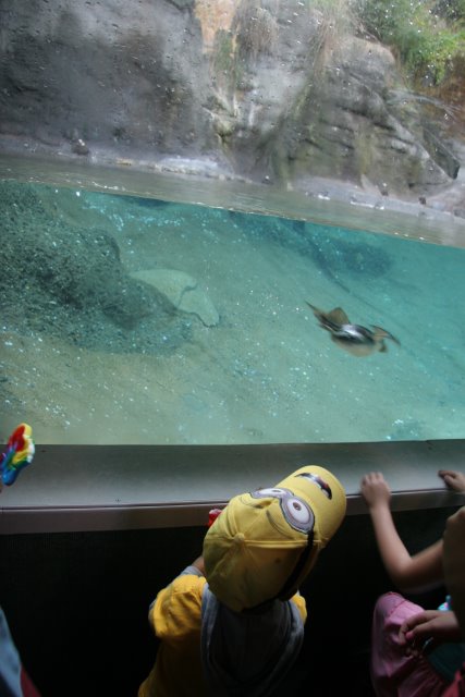 Point Defiance Zoo, Tacoma, 9/21
(Click on the picture for the full-size version)