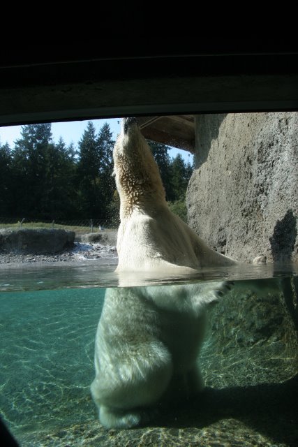 Alin Constantin's Photography - Point Defiance Zoo, Tacoma, 9/21
(Click on the picture for the full-size version)