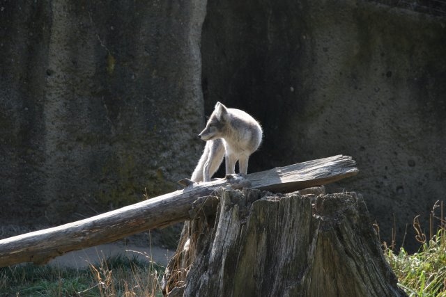 Alin Constantin's Photography - Point Defiance Zoo, Tacoma, 9/21
(Click on the picture for the full-size version)