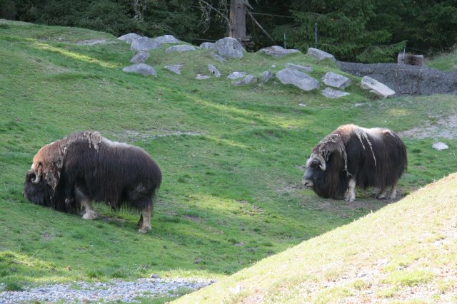 Point Defiance Zoo, Tacoma, 9/21
(Click on the picture for the full-size version)