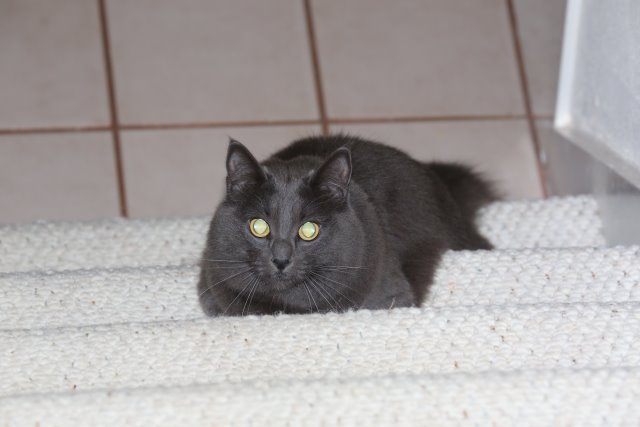 Cynder and Stewart, Nov 2014
(Click on the picture for the full-size version)