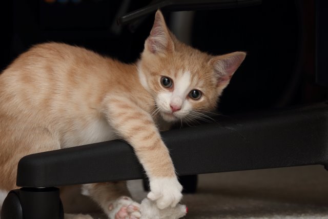 Cynder and Stewart, Nov 2014
(Click on the picture for the full-size version)