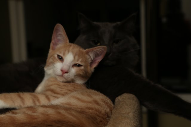 Cynder and Stewart, Nov 2014
(Click on the picture for the full-size version)