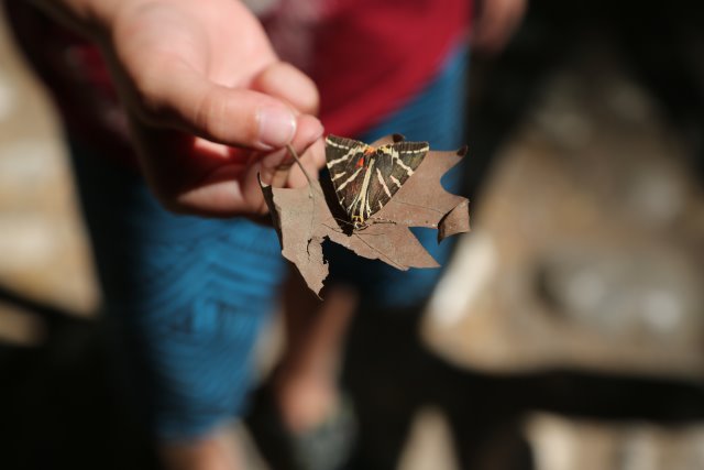 Butterflies Valley, Petaloudes
(Click on the picture for the full-size version)