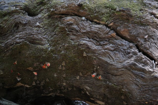 Butterflies Valley, Petaloudes
(Click on the picture for the full-size version)