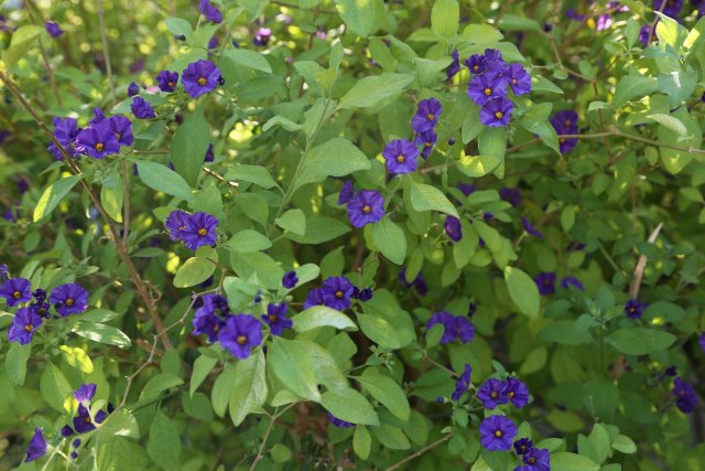 Vacation in Greece, Rhodes, Kolimbia
(Click on the picture for the full-size version)