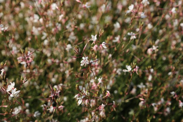 Vacation in Greece, Rhodes, Kolimbia
(Click on the picture for the full-size version)