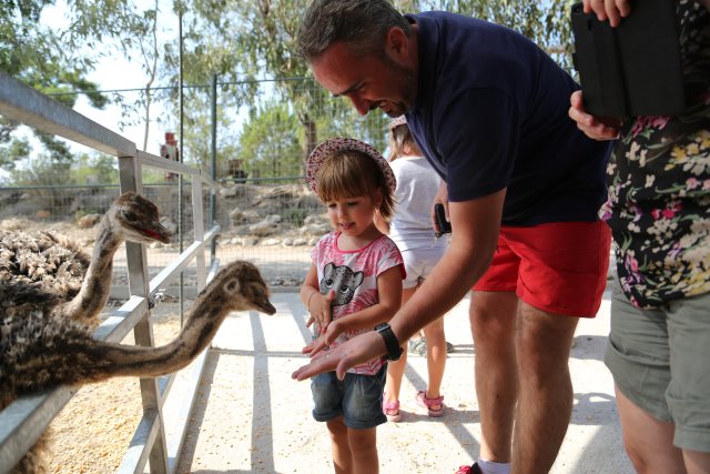 Ostrich Farm, Petaloudes
(Click on the picture for the full-size version)