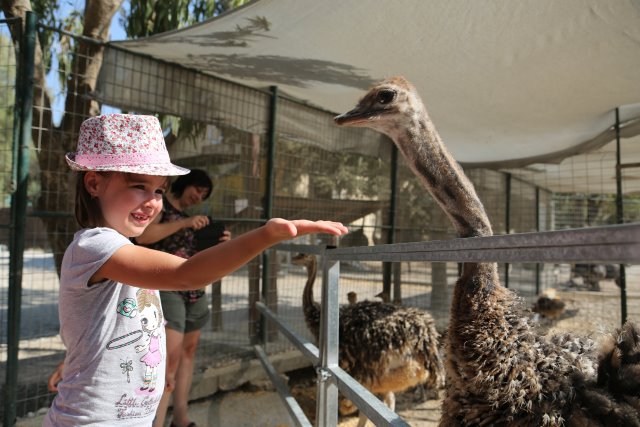 Alin Constantin's Photography - Ostrich Farm, Petaloudes
(Click on the picture for the full-size version)
