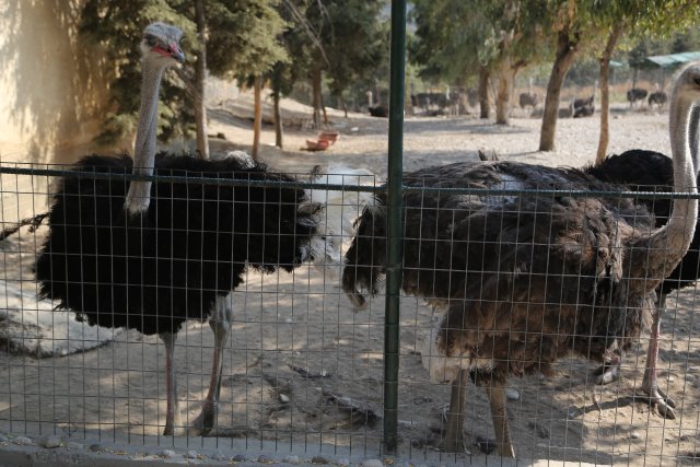 Alin Constantin's Photography - Ostrich Farm, Petaloudes
(Click on the picture for the full-size version)