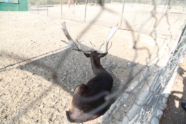 Ostrich Farm, Petaloudes
(Click on the picture for the full-size version)