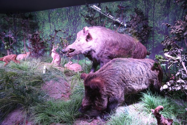 Muzeul Antipa
(Click on the picture for the full-size version)