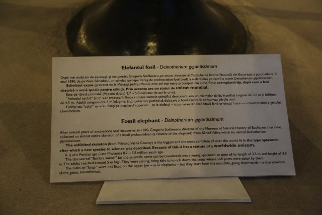 Muzeul Antipa
(Click on the picture for the full-size version)