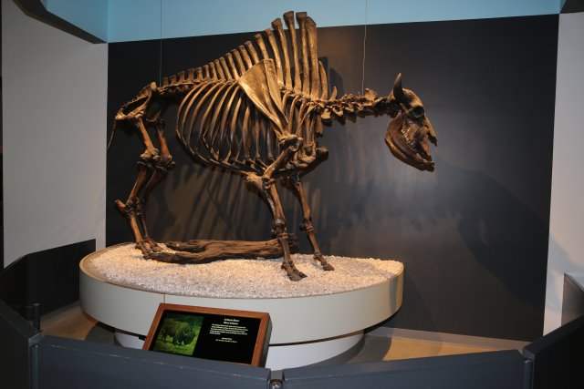 LaBrea Tar Pits, 2/21
(Click on the picture for the full-size version)