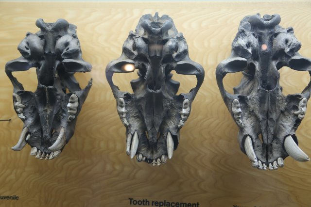 LaBrea Tar Pits, 2/21
(Click on the picture for the full-size version)