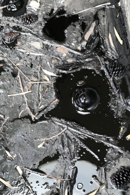 LaBrea Tar Pits, 2/21
(Click on the picture for the full-size version)