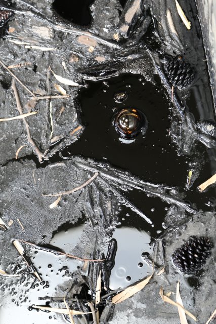 LaBrea Tar Pits, 2/21
(Click on the picture for the full-size version)