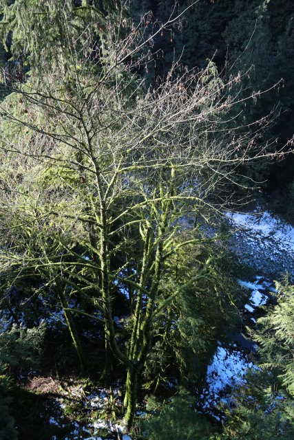 Capilano suspension bridge, 2/24
(Click on the picture for the full-size version)