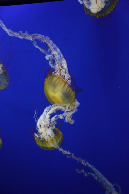 Tacoma Point Defiance Zoo, 6/30
(Click on the picture for the full-size version)