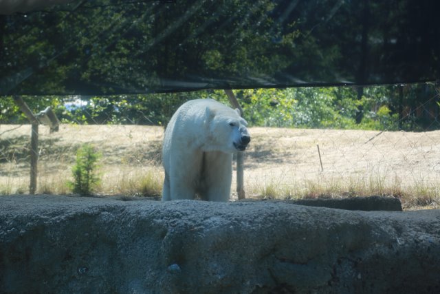Tacoma Point Defiance Zoo, 6/30
(Click on the picture for the full-size version)
