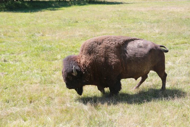 At Northwest Trek, 7/21
(Click on the picture for the full-size version)