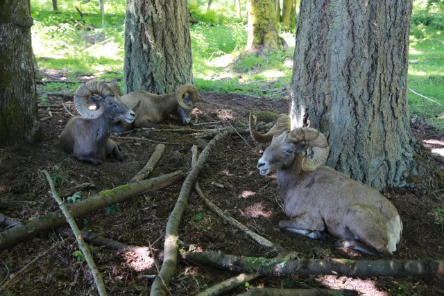 At Northwest Trek, 7/21
(Click on the picture for the full-size version)