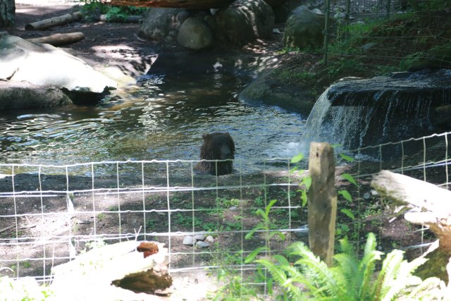 At Northwest Trek, 7/21
(Click on the picture for the full-size version)