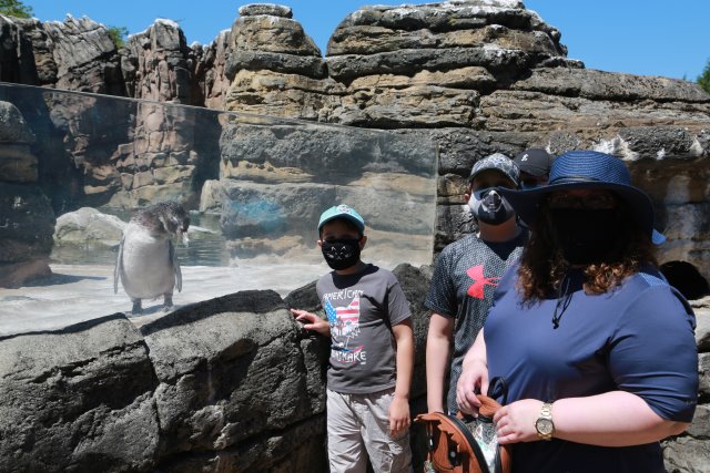 At Woodland Park Zoo, in Covid times
(Click on the picture for the full-size version)