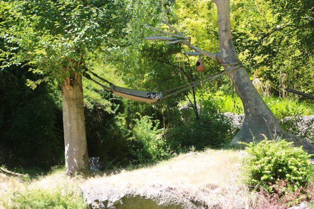 At Woodland Park Zoo, in Covid times
(Click on the picture for the full-size version)