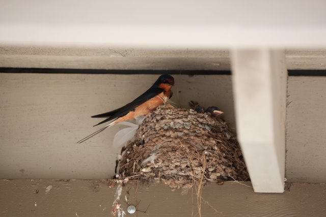 Skagit Firecracker soccer cup, 6/26
(Click on the picture for the full-size version)