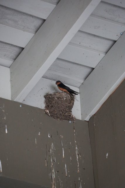 Skagit Firecracker soccer cup, 6/26
(Click on the picture for the full-size version)